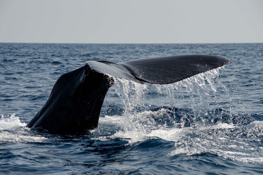 Bleik: Whale Watching by Speedboat with Puffins and Muffins - When the sea is rough: the one drawback you should respect