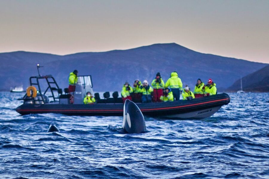 Bleik: Whale Watching by Speedboat with Puffins and Muffins - Price and value: what you are really paying for