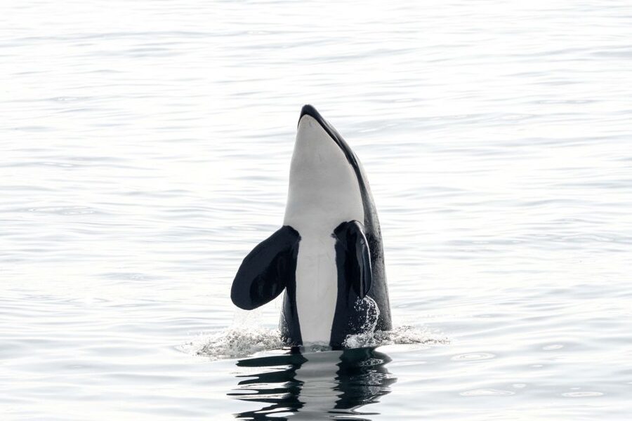 Bleik: Whale Watching by Speedboat with Puffins and Muffins - The RIB boat experience, and why the small-group setup matters