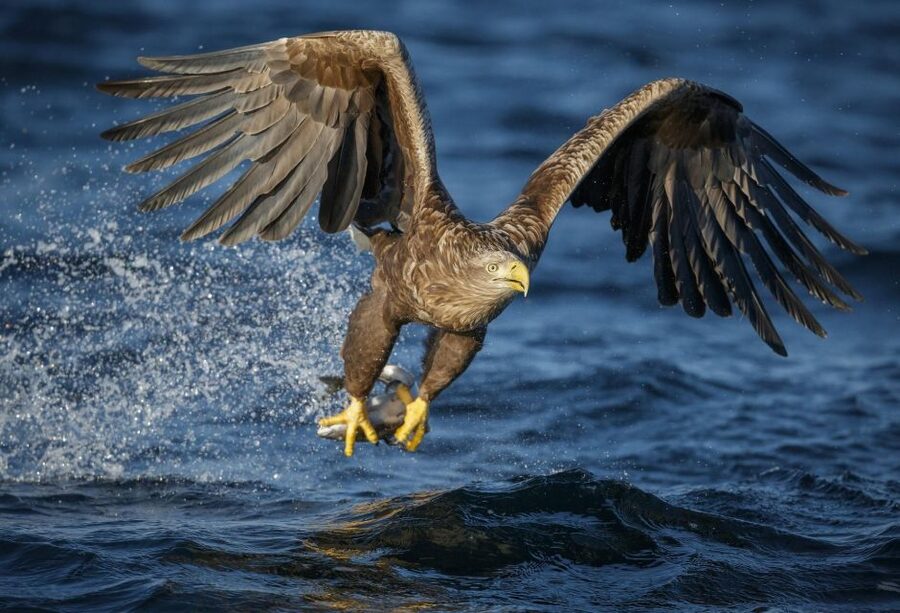 Bodø: Saltstraumen Sea Eagle Trip by RIB - Who This Trip Fits Best (And Who Should Skip It)