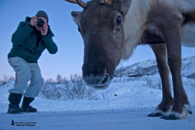 Discover the Fjords of Kvaloya - a roadtrip along fjords and fishing villages - Guides who turn pull-outs into stories