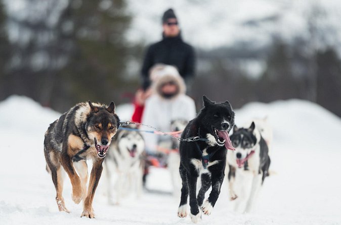 Dog Sled Tour and Husky Cuddles - The 60-Minute Dog Sled Ride: Power, Silence, and Real Snow