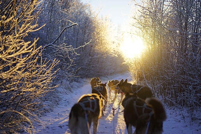 Dog Sled Tour and Husky Cuddles - Meet the Dogs: Husky Cuddles and Puppy Time