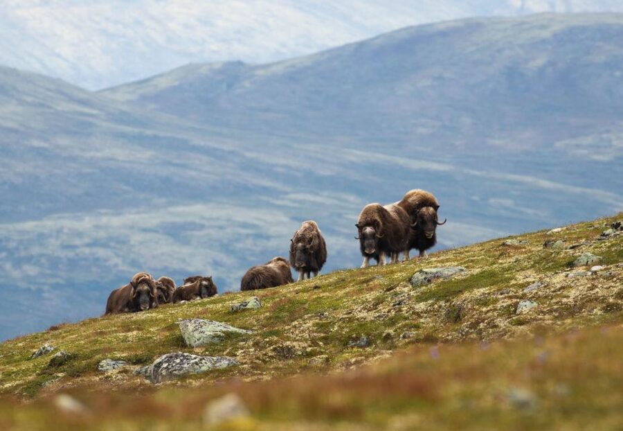 Dovrefjell National Park: Hiking Tour and Musk Ox Safari - Hjerkinn Check-In, Where the Day Starts Calmly