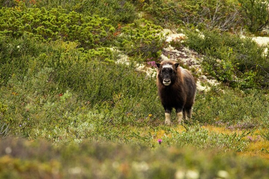 Dovrefjell National Park: Hiking Tour and Musk Ox Safari - Stop for the Rule: Why 200 m Keeps This Safari Working