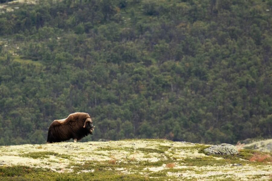 Dovrefjell National Park: Hiking Tour and Musk Ox Safari - Pace and Timing: A 6-Hour Plan That Can Stretch