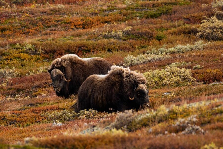 Dovrefjell National Park: Hiking Tour and Musk Ox Safari - Mountain Weather Reality: Dress Like You Mean It