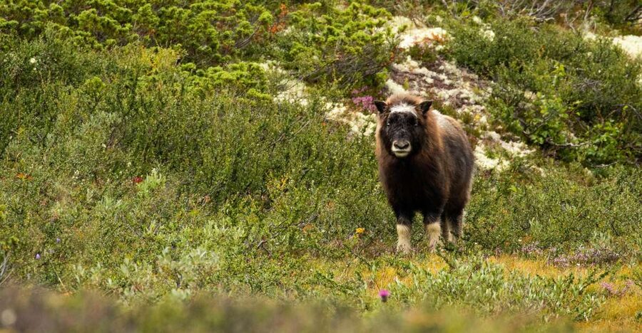 Dovrefjell National Park: Hiking Tour and Musk Ox Safari - From the Office to the Park in Minutes