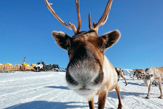 Exclusive Reindeers Experience in small groups, Tromso - Key highlights worth planning around