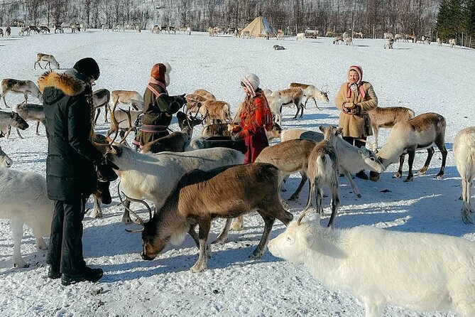 Exclusive Reindeers Experience in small groups, Tromso - Tromsø’s Reindeer Day Trip That Feels More Human Than Factory-Fast
