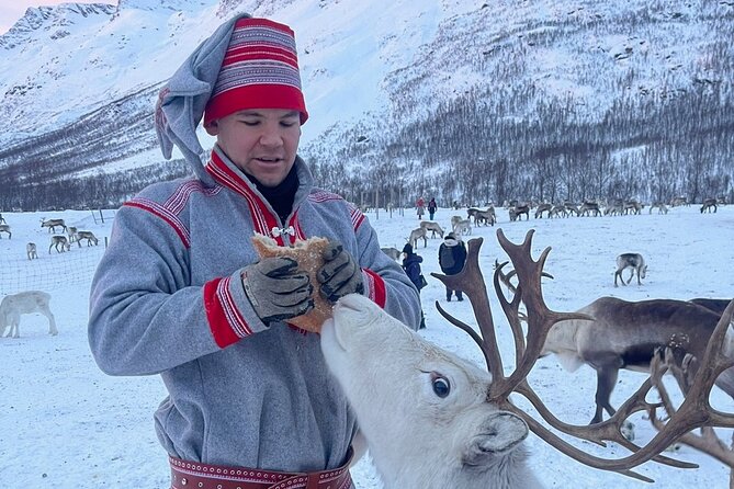 Exclusive Reindeers Experience in small groups, Tromso - Feeding Reindeer Up Close: Cute, Cheeky, and a Little Chaotic in the Best Way