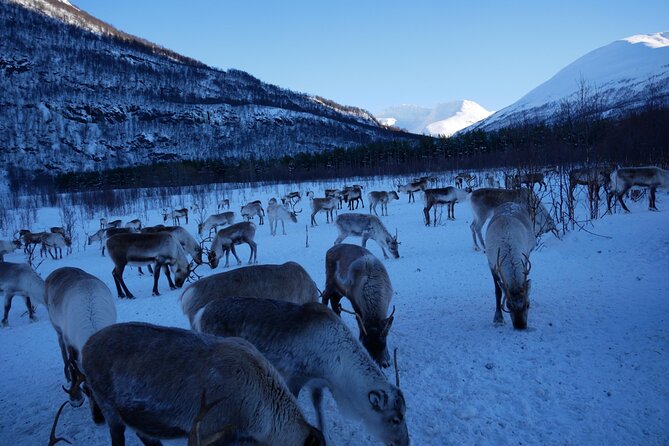 Exclusive Reindeers Experience in small groups, Tromso - Trying the Lasso-Style Antler Moment (If Timing Allows)