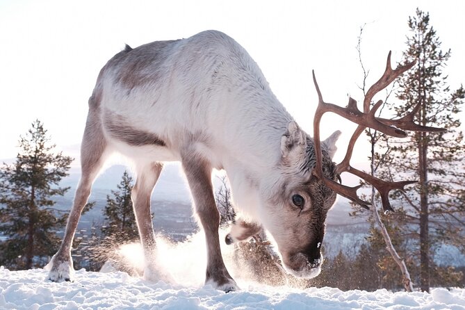 Exclusive Reindeers Experience in small groups, Tromso - Warming Up in the Heated Cabin: Hot Drinks, Soup, and a Calm Reset