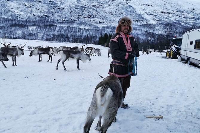 Exclusive Reindeers Experience in small groups, Tromso - Walking in the Snow and Bathroom Reality Check