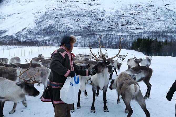 Exclusive Reindeers Experience in small groups, Tromso - Meeting Your Sami Hosts in Lavangsdalen