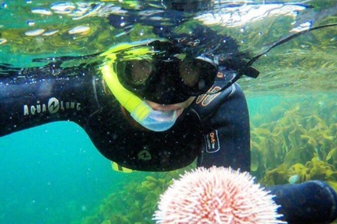 Family Snorkeling Tour - Key highlights to know before you go