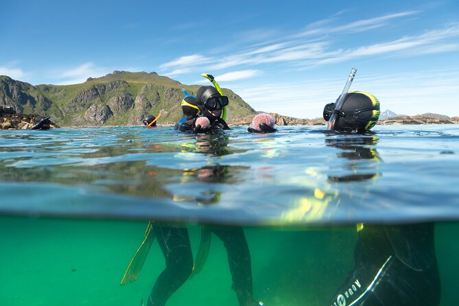 Family Snorkeling Tour - Family snorkeling in Lofoten: what makes it work