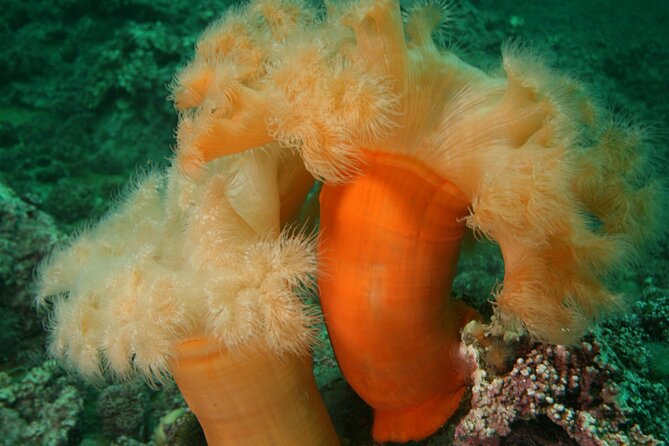 Family Snorkeling Tour - Stop 1 on Lofoten Island: what you’ll see under the surface