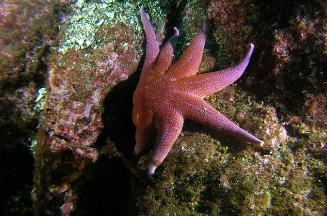 Family Snorkeling Tour - Gear, coffee, and that cold-water reality