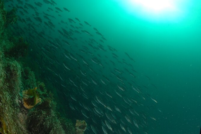 Family Snorkeling Tour - Should you book it or skip it?