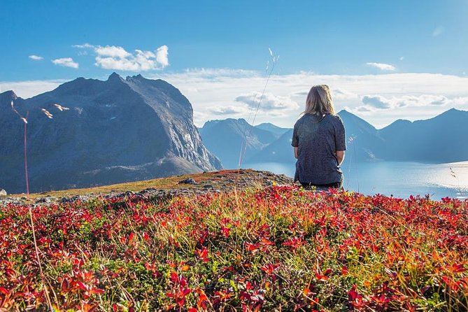 Fjord Expedition: Arctic Adventure Awaits - Wildlife Odds and the Weather Reality Check