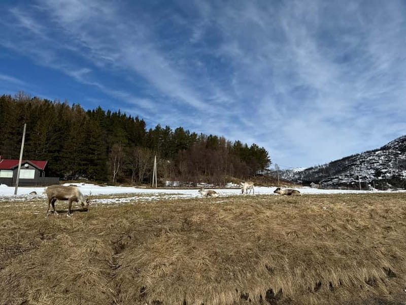 Fjord Foto Tour to Sommaroy (Roadtrip) - From Tromsø To Sommaroy: What Makes This Road Trip Special
