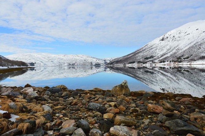 Fjord, Mountain and Wildlife Tour - Wild Reindeer: How to Approach the Chance Without Getting Stuck
