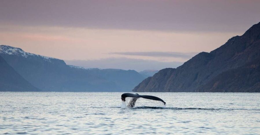 From Alta: Small Group Whale Watching by RIB - Key things I’d plan around