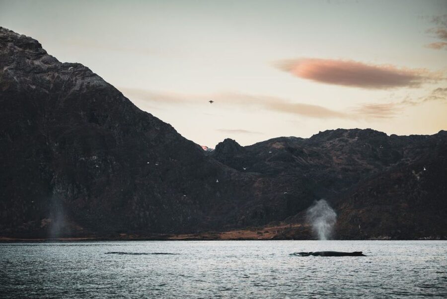 From Alta: Small Group Whale Watching by RIB - RIB boat speed, engine-free whale time, and what “close” really means