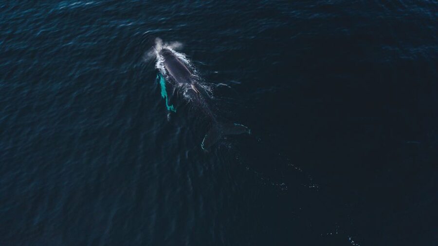 From Alta: Small Group Whale Watching by RIB - Warm thermal suits and the little details that keep your attention on whales