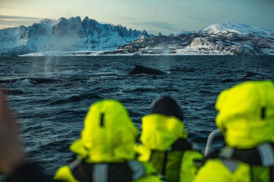 From Alta: Small Group Whale Watching by RIB - The group size experience: personal, not chaotic