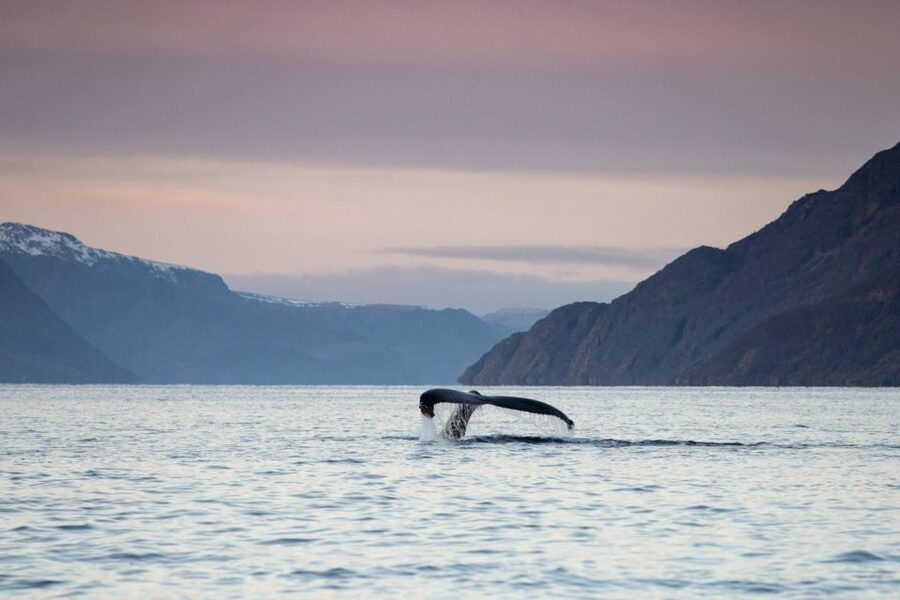 From Alta: Small Group Whale Watching by RIB - Price and value for a 3.5-hour Alta whale hunt