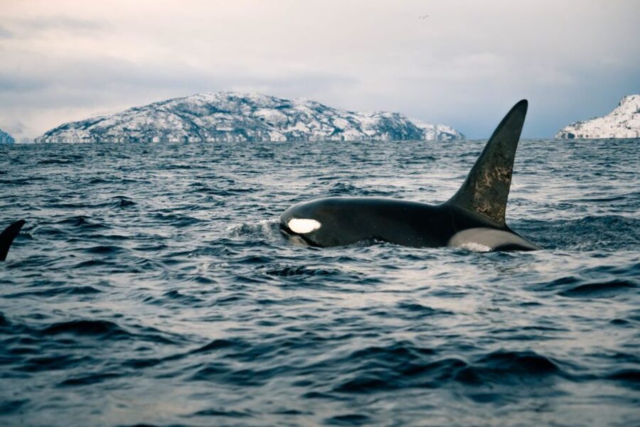 From Alta: Small Group Whale Watching by RIB - Canyon Hotell meeting point, then a drive to the real action