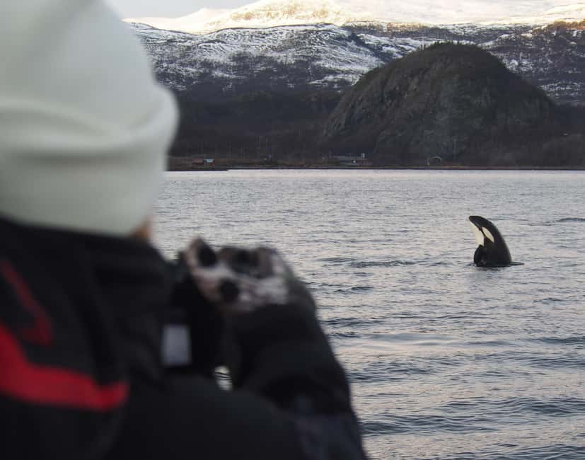 From Alta: Small group Whale watching - Minibus to the Harbour and a 3-Hour Search for the Feeding Areas