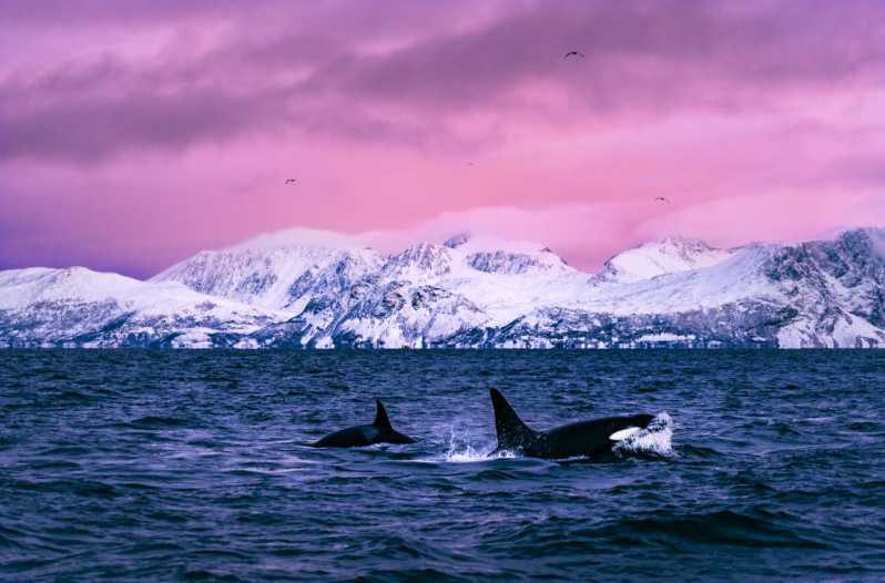From Alta: Whale and Seabird Cruise - Key highlights to know before you go