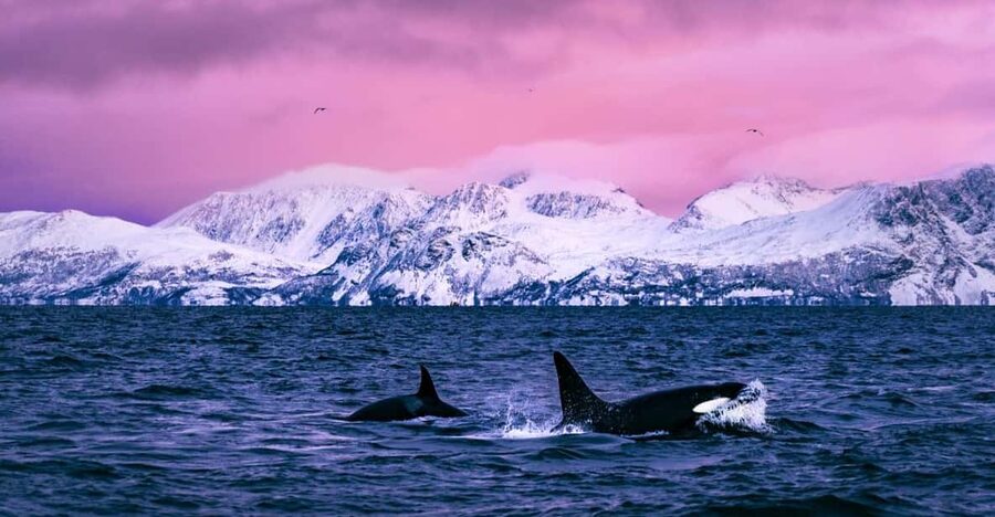 From Alta: Whale and Seabird Cruise - Alta Fjord whale watching: orcas, humpbacks, fin whales, and sky hunters