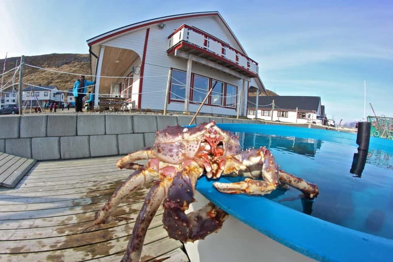 From Honningsvåg: North Cape and King Crabs Tour - Key things to know before you go