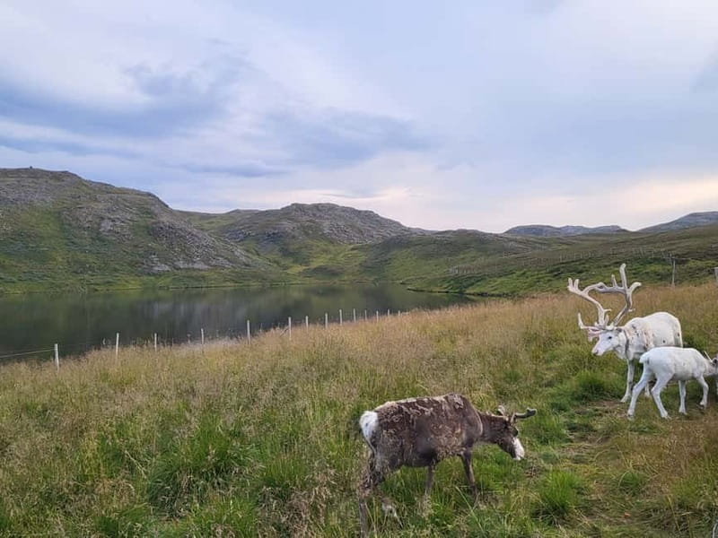 From Honningsvåg: North Cape and King Crabs Tour - Hornvika, reindeer, and the Sami family option in season