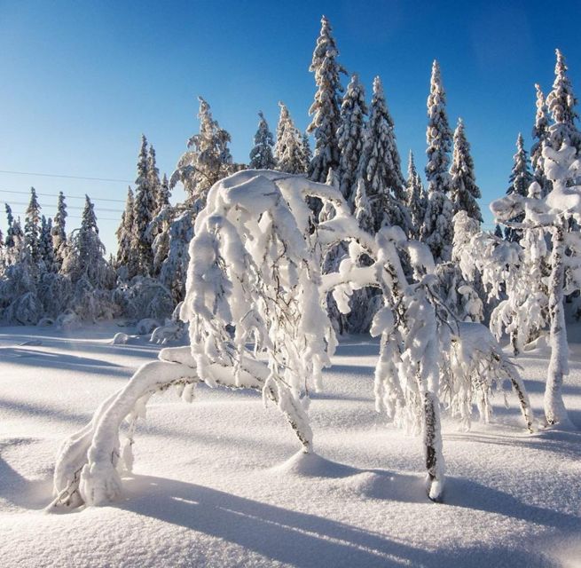 From Oslo: Oslomarka Forest Guided Snowshoeing Tour - How long you walk, distance expectations, and family fit