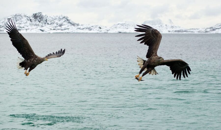 From Svolvaer: Trollfjorden Wildlife RIB Cruise - Price and value: is $125 for 2 hours fair?