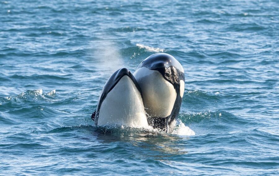 From Svolvær: Whale Watching Day Trip to Andenes - Key Highlights at a Glance