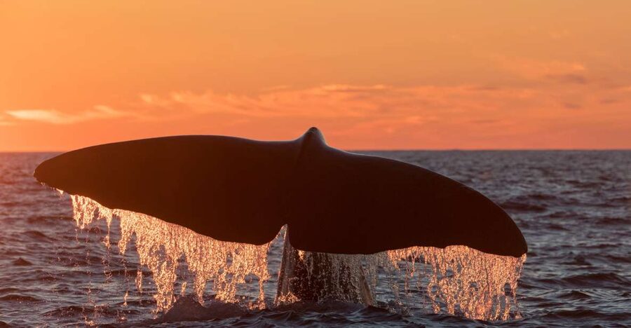 From Svolvær: Whale Watching Day Trip to Andenes - Why Andenes Is the Whale-Watching Stop for Lofoten