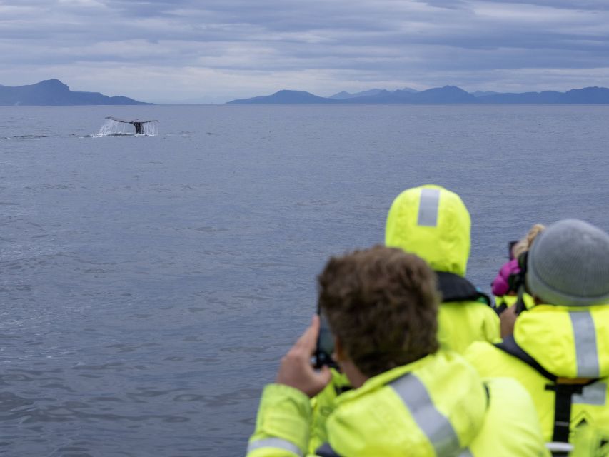 From Svolvær: Whale Watching Day Trip to Andenes - Weather Plan: What Happens If Seas Don’t Cooperate