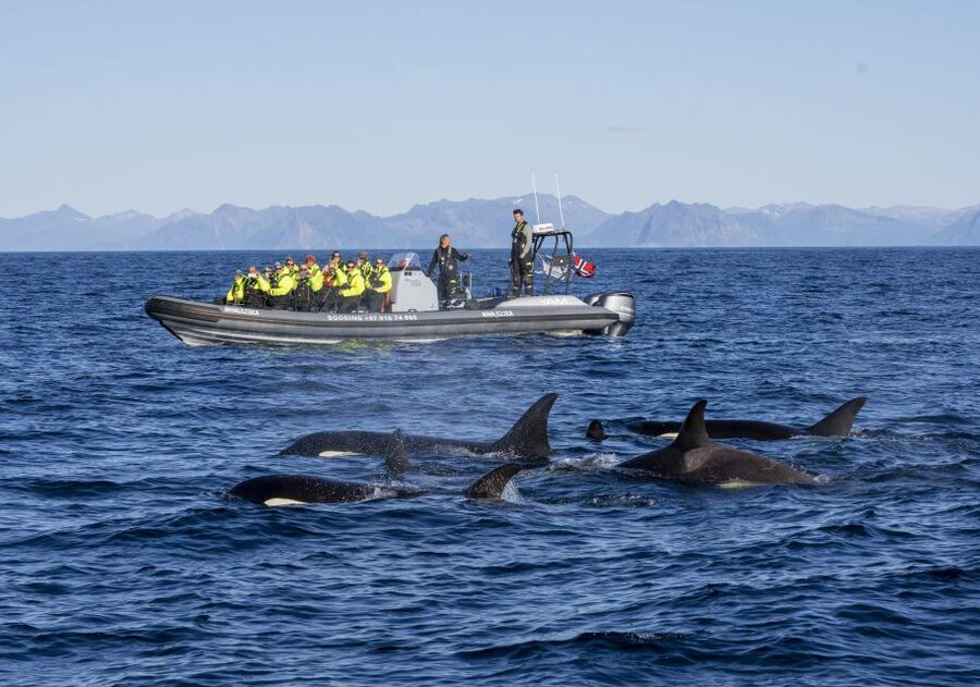 From Svolvær: Whale Watching Day Trip to Andenes - Should You Book This Svolvær to Andenes Whale Trip?
