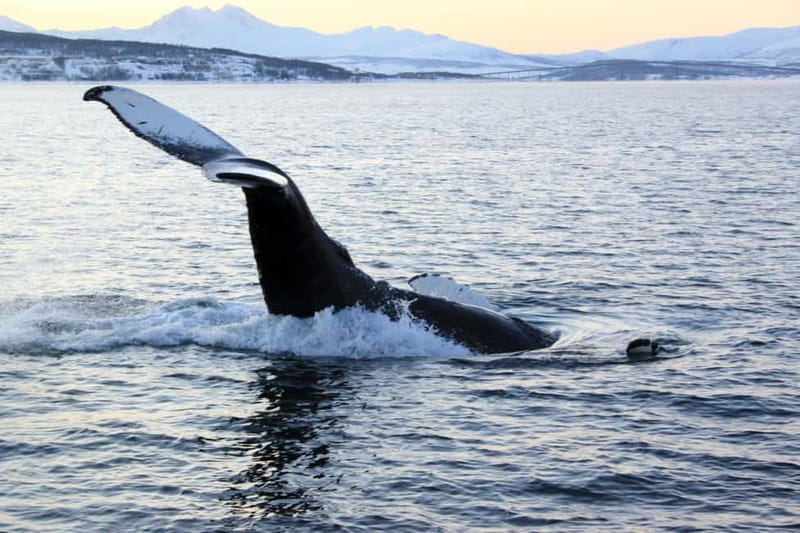 From Tromsø: All-Inclusive Whale & Orca Safari - Key things I think you should care about