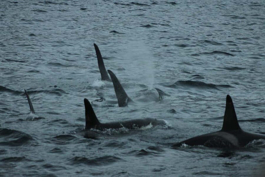 From Tromsø: All-Inclusive Whale & Orca Safari - Orcas in Skjervøy: why this route feels like more than a checklist