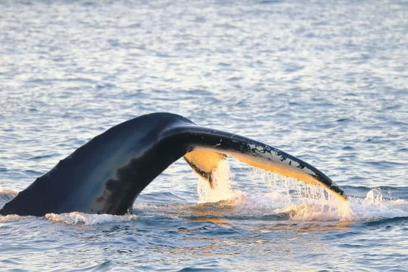 From Tromsø: All-Inclusive Whale & Orca Safari - Comfort that lets you actually stay outside: heated cabin, open decks, thermal suits