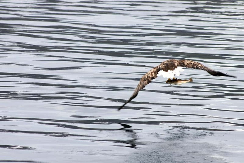 From Tromsø: All-Inclusive Whale & Orca Safari - Birds, fjords, and the kind of stories guides remember