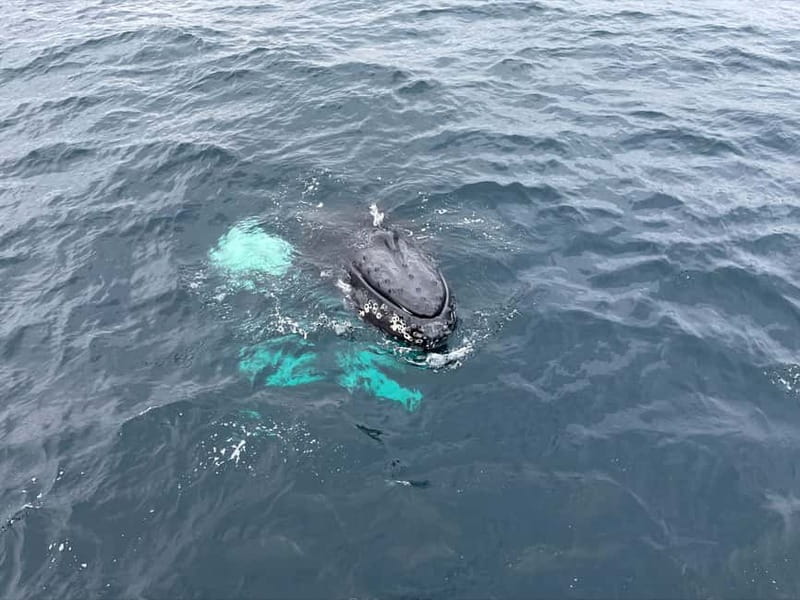 From Tromsø: All-Inclusive Whale & Orca Safari - Food and warmth: the lunch, the hot drinks, and what to expect