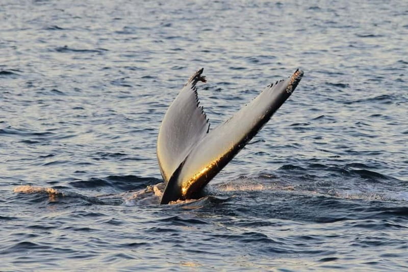 From Tromsø: All-Inclusive Whale & Orca Safari - Photography setup: how to get usable shots in harsh conditions